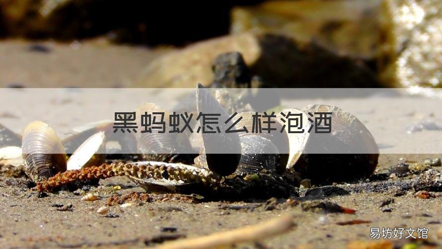 黑蚂蚁怎么样泡酒 黑蚂蚁用什么酒泡好