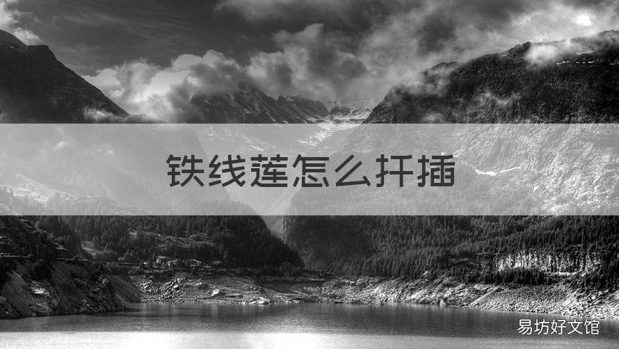 铁线莲怎么扦插 铁线莲怎么扦插生根快