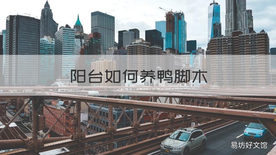 阳台如何养鸭脚木 鸭脚木冬天室外怎么养