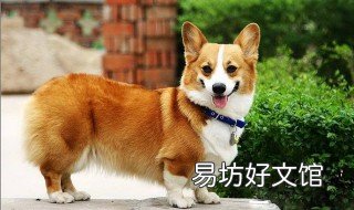 柯基犬的智商 柯基犬的智商怎么样,它聪明吗?