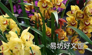 植物油浇兰花好不好 食用油可以浇兰花吗