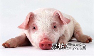 猪积食怎么治 猪食积表现症状