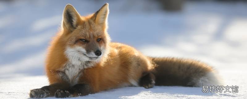 狐狸是几级保护动物 狐狸是几级保护动物图片