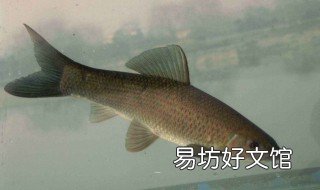 黑坑青鱼不开口怎么钓 黑坑钓青鱼有口打不到