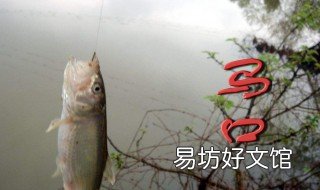 怎么钓马口鱼 马口钓什么鱼
