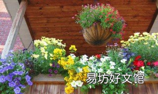 南面阳台养什么花好 南方阳台养什么花好