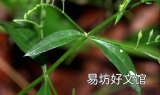 兽用穿心莲注射液功效与作用 穿心莲注射兽用功效与作用