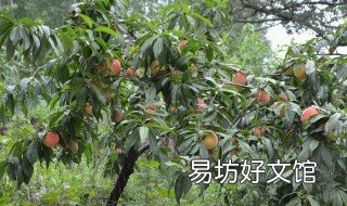 桃树膨大的好方法 桃树膨大的好方法有哪些