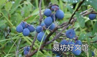 都柿是草本还是木本 西红柿是草本还是木本植物