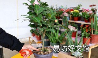白糖扦插茶花方法 茶花的扦插方法和栽培技术