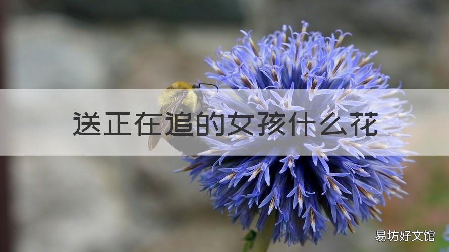 送正在追的女孩什么花 刚刚追女孩子送什么花