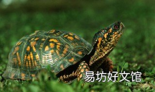 鳄鱼龟哪些内脏不能吃 鳄龟的内脏哪些不能吃