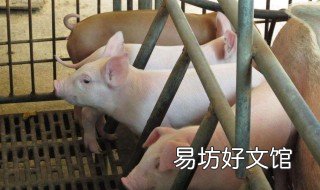 下小猪没奶怎么喂 母猪没奶小猪怎么喂