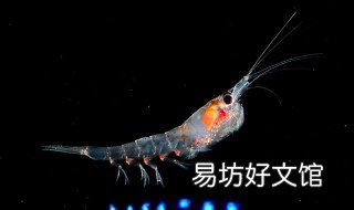 南极磷虾怎么做好吃 南极磷虾怎么做好吃又简单