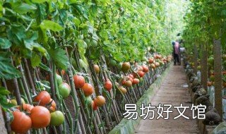 大棚西红柿种植与管理技术 大棚西红柿种植与管理视