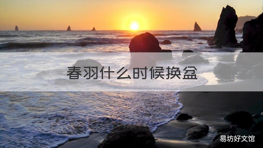 春羽什么时候换盆 春羽用多大的盆养合适