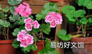 秋天如何扦插天竺葵 秋天如何扦插天竺葵视频