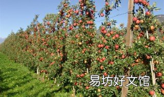 怎样保护果树不被风刮倒 如何保护果树