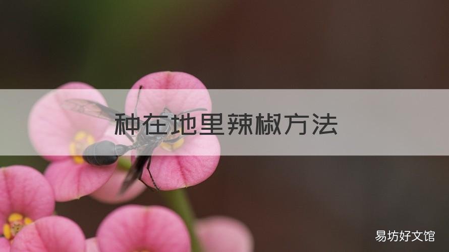 种在地里辣椒方法 种辣椒地怎么弄