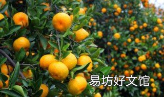 温州蜜桔栽培技术 温州蜜桔苗