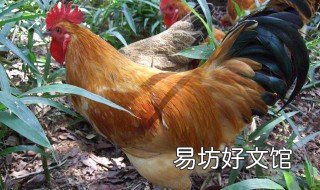 鸡胆能生吃吗 鸡胆能生吃吗有营养吗
