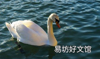 鹅子吃什么能增加休重 鹅子能吃吗