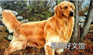 金毛犬吃了洋葱和葡萄怎么样 金毛狗能吃葱吗