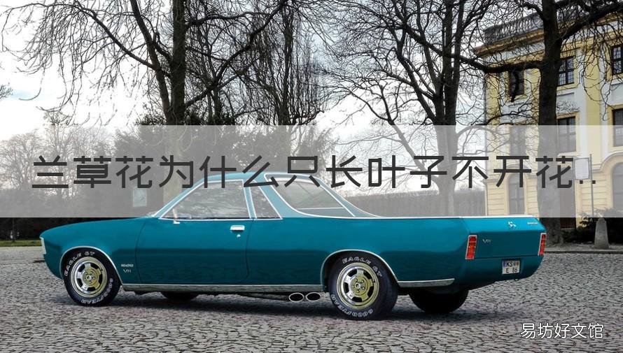 兰草花为什么只长叶子不开花 兰草花为啥光长叶,不开花