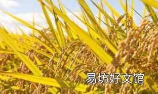 学会水稻齐穗期应打什么药 水稻齐穗期施肥作用