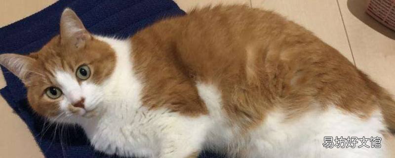 橘白猫是什么杂交 橘猫是杂交的吗