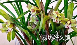兰花适合室内还是室外 兰花适合室内还是室外?
