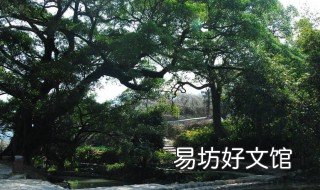 磷酸二氢钾能浇榕树吗 榕树盆景能喷磷酸二氢钾吗
