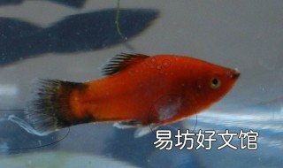 白点病怎么治疗比较快 怎么治疗白点病效果好