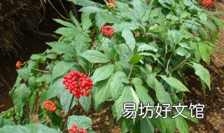 人参种植条件和方法 人参种植条件和方法时间视频
