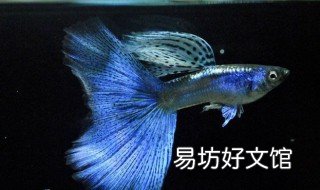 孔雀鱼几种颜色 孔雀鱼怎样颜色更鲜艳