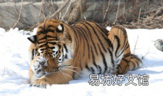 1986年男虎一生运势 1986属虎男性财运