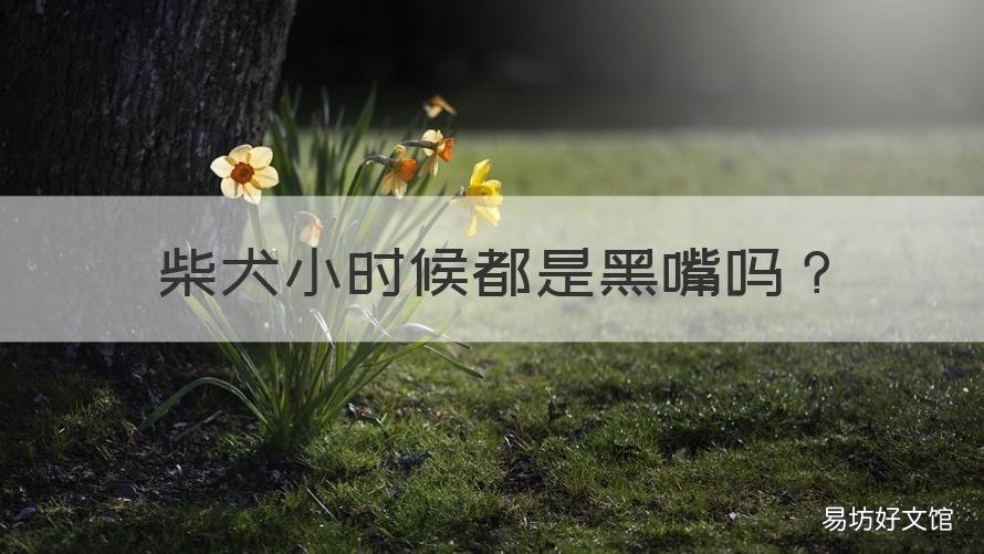 柴犬小时候都是黑嘴吗 柴犬为什么黑嘴巴
