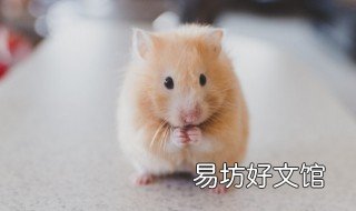 小仓鼠怎样埋藏 小仓鼠不见了容易藏哪