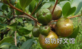 广西有什么油茶品种 广西茶油哪里出产最多
