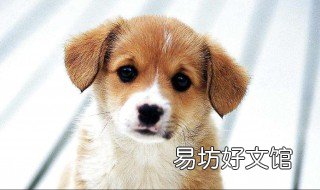 狗吃过的东西人还能吃吗 狗狗吃过的东西人可以吃吗?