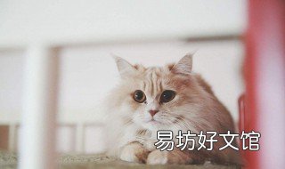 土耳其梵猫饲养方法 土耳其梵猫幼猫