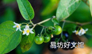龙葵果的害处 吃龙葵果的好处与坏处