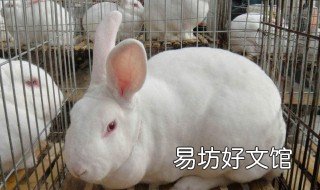 肉兔子品种大全 肉兔子品种大全图解