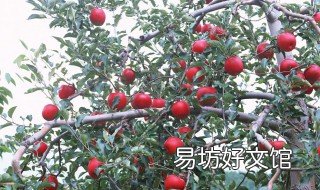 苹果树上的纸代什么时候拿下来最好 纸做的苹果