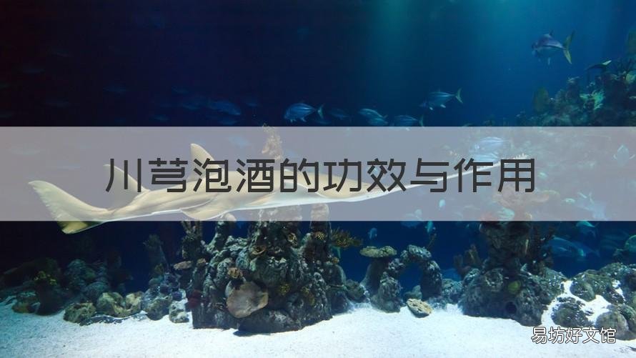 川芎泡酒的功效与作用 牛膝川芎泡酒的功效与作用