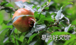 石榴的好处和坏处 小孩吃石榴的好处和坏处