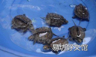 石龟苗养殖方法 石龟苗养殖方法和技巧