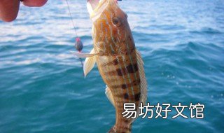 9月份水库钓鲫鱼怎么钓 9月份水库钓鲫鱼怎么选钓位