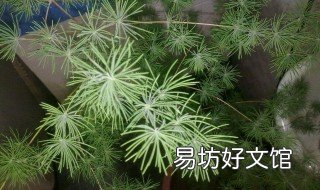 文竹开花后怎么处理 文竹开花怎么回事