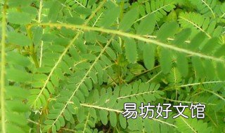 珍珠草泡水喝的副作用 珍珠草泡水喝的功效与作用